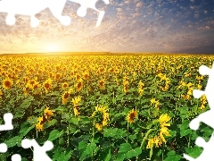 west, Nice sunflowers, field, sun