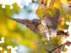 Bird, twig, blueberries, fieldfare