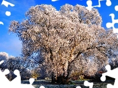 first, White frost, trees, viewes, Park