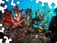 depths, coral, fish, reef