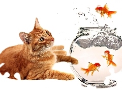 fishes, kitten, aquarium