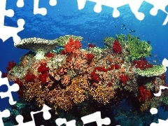 reef, water, fishes, coral