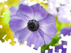 flakes, blue, anemone