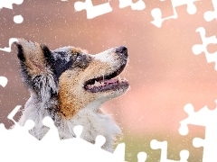 snow, Australian Shepherd, flakes