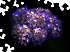 flakes, hydrangea, change