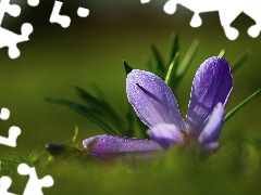 flakes, Violet, crocus