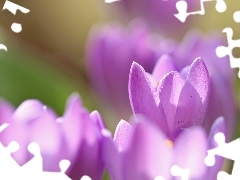 crocuses, Flowers, flakes, purple