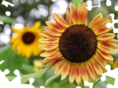 flakes, Sunflower, decorated