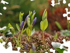 Flowers, Collapsed, flakes, myrtle