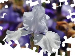 Colourfull Flowers, White, flakes, iris