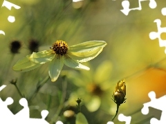 Yellow, flakes, Coreopsis Verticillata, Flowers