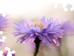 lilac, Colourfull Flowers, flakes, Aster