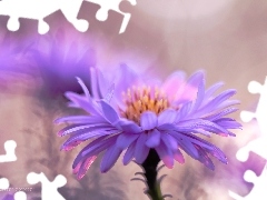 lilac, Colourfull Flowers, flakes, Astra