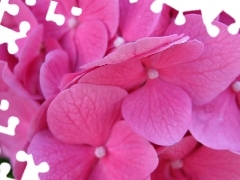 flakes, hydrangea, Pink