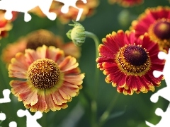 flakes, Helenium, Red, Yellow, Flowers