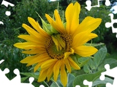 flakes, Sunflower, Yellow