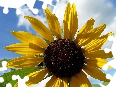 flakes, Sunflower, Yellow