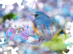 hydrangea, blur, Red-flanked Bluetail, Flowers, Bird