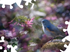 Pink, blur, Red-flanked Bluetail, hydrangeas, Bird