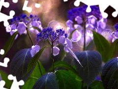 sun, hydrangea, luminosity, ligh, Flowers, flash, Close