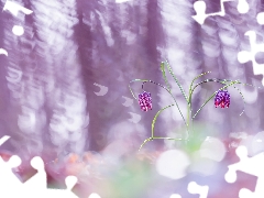 flash, luminosity, ligh, sun, Fritillaria meleagris