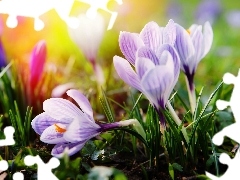 ligh, Spring, flash, luminosity, sun, crocuses