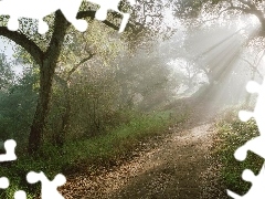 sun, forest, luminosity, ligh, Path, flash, Przebijające