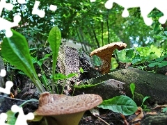 fleece, mushrooms, Stems