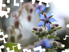 Flower, borage, blue