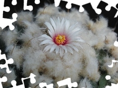 Cactus, Flower