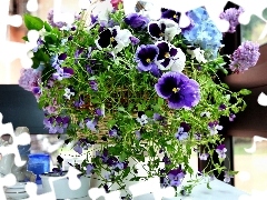 Flower, pansies, composition