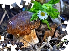 Flower, Mushrooms, forest