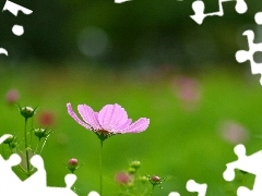 Cosmos, Pink, Flower