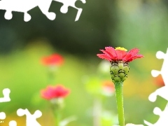 Red, Flower