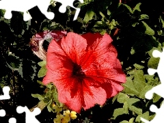 Red, Flower