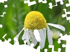 White, Flower