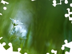 Flower, Cerastium, White