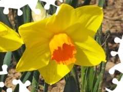 Yellow, Flower
