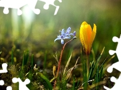 Yellow, blue, Flower, crocus