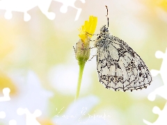 butterfly, Flower, Yellow, marbled chessboard