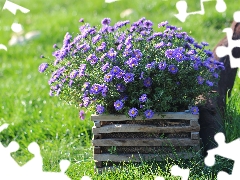 flowerbed, purple, Astra