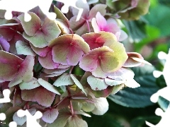 pink and white, Flowers