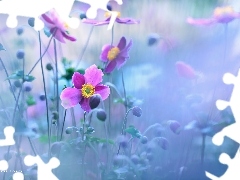 purple, Anemone Hupehensis, Flowers