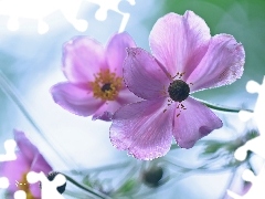 Anemones, purple, Flowers, Japanese