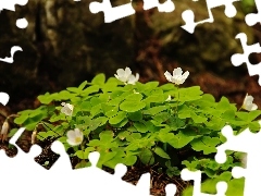 Flowers, White, Anemones