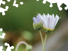Arktotis, Flowers