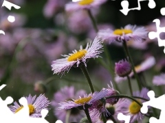 Flowers, purple, Astra
