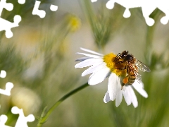 Colourfull Flowers, bee, Close, chamomile