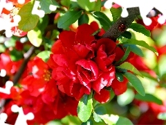 Blossoming, Red, Flowers, quince