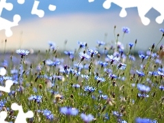 Flowers, cornflowers, Blue